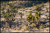 Joshua Trees and cacti. Castle Mountains National Monument, California, USA ( color)