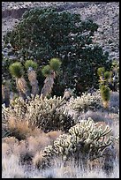 Cactus, yucca, and juniper. Castle Mountains National Monument, California, USA ( color)