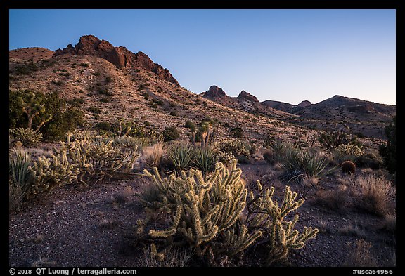 Cactus and Castle Mountains, dusk. Castle Mountains National Monument, California, USA