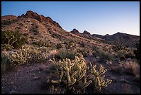 Cactus and Castle Mountains, dusk. Castle Mountains National Monument, California, USA ( color)