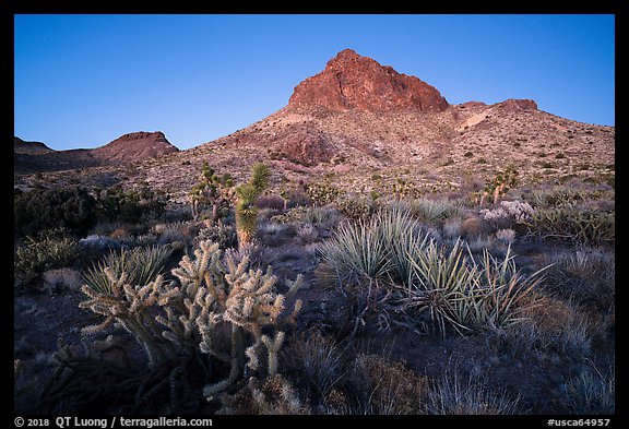Cactus and Hart Peak, twilight. Castle Mountains National Monument, California, USA