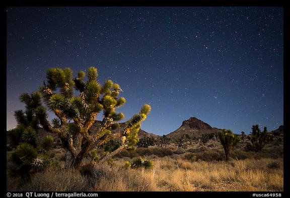Joshua tree, grasses, and Hart Peak at night. Castle Mountains National Monument, California, USA (color)