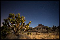 Joshua tree, grasses, and Hart Peak at night. Castle Mountains National Monument, California, USA ( color)