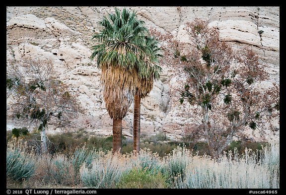 Palm trees and cliffs, Whitewater Preserve. Sand to Snow National Monument, California, USA