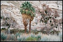 Palm trees and cliffs, Whitewater Preserve. Sand to Snow National Monument, California, USA ( color)