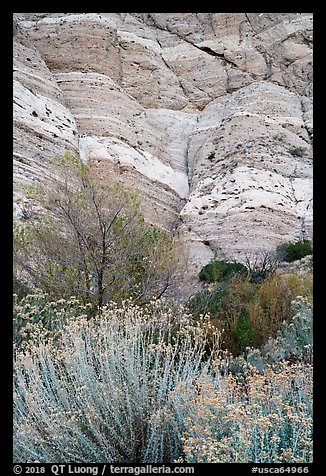 Riparian vegetation and cliffs, Whitewater Preserve. Sand to Snow National Monument, California, USA (color)