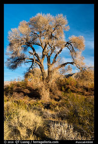 Fremont Cottonwood with bare branches, Mission Creek Preserve. Sand to Snow National Monument, California, USA (color)