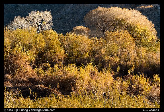 Riparian desert vegetation and cottowoods in winter, Mission Creek Preserve. Sand to Snow National Monument, California, USA (color)