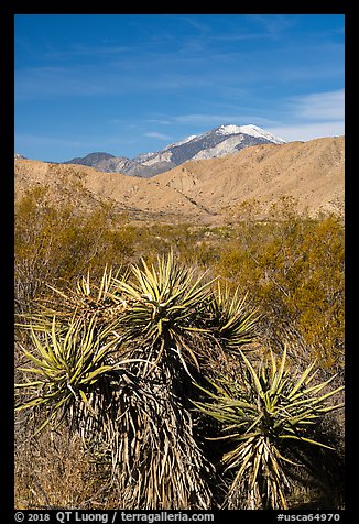 Yuccas and snow-capped San Gorgonio Mountain, Mission Creek Preserve. Sand to Snow National Monument, California, USA