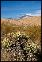 Yuccas and snow-capped San Gorgonio Mountain, Mission Creek Preserve. Sand to Snow National Monument, California, USA ( color)