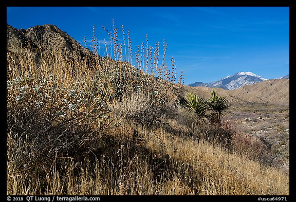 Desert plants and San Gorgonio Mountain in winter, Mission Creek Preserve. Sand to Snow National Monument, California, USA