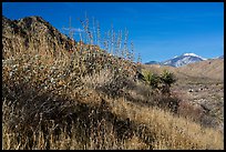 Desert plants and San Gorgonio Mountain in winter, Mission Creek Preserve. Sand to Snow National Monument, California, USA ( color)