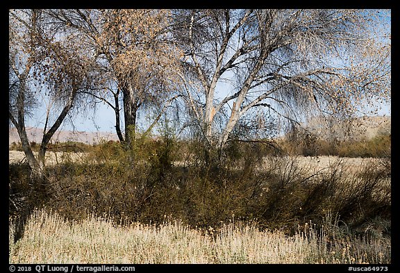 Grasses and cottonwoods in winter, Big Morongo Canyon Preserve. Sand to Snow National Monument, California, USA (color)