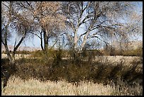 Grasses and cottonwoods in winter, Big Morongo Canyon Preserve. Sand to Snow National Monument, California, USA ( color)