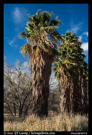 California native palm trees, Big Morongo Canyon Preserve. Sand to Snow National Monument, California, USA (color)