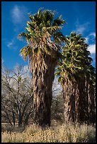 California native palm trees, Big Morongo Canyon Preserve. Sand to Snow National Monument, California, USA ( color)