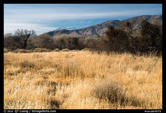 Grassy meadow and San Gorgonio Mountain in winter, Big Morongo Canyon Preserve. Sand to Snow National Monument, California, USA (color)