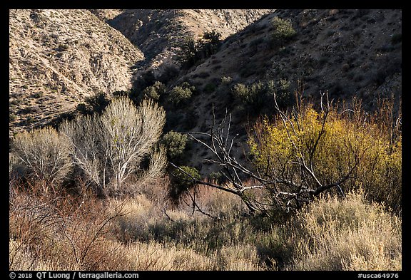 Trees in winter and foothills, Big Morongo Canyon Preserve. Sand to Snow National Monument, California, USA (color)