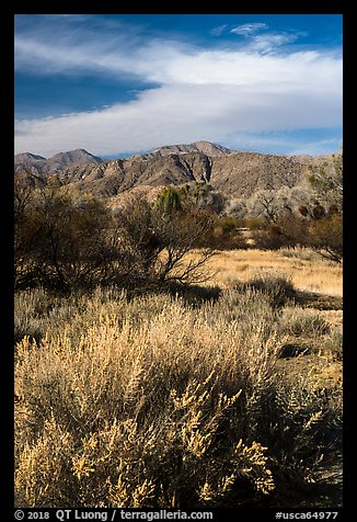 Grasses, bare trees, and mountains, Big Morongo Canyon Preserve. Sand to Snow National Monument, California, USA (color)