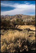 Grasses, bare trees, and mountains, Big Morongo Canyon Preserve. Sand to Snow National Monument, California, USA ( color)