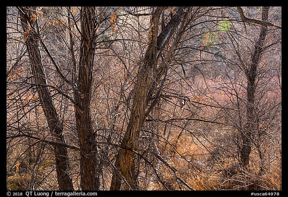 Trees with bare branches, Big Morongo Canyon Preserve. Sand to Snow National Monument, California, USA