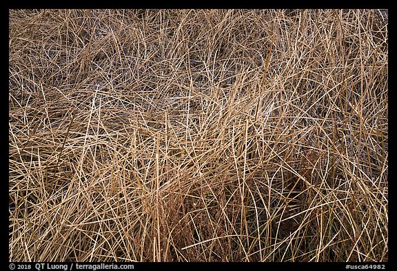 Reeds in winter, Big Morongo Canyon Preserve. Sand to Snow National Monument, California, USA