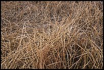 Reeds in winter, Big Morongo Canyon Preserve. Sand to Snow National Monument, California, USA ( color)