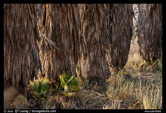 Trunks of palm trees, Big Morongo Canyon Preserve. Sand to Snow National Monument, California, USA