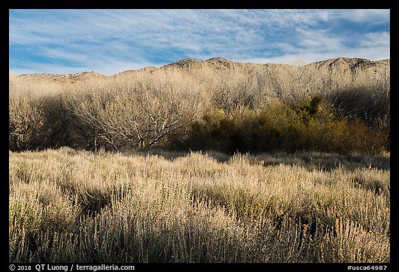 Goldenbush and bare trees in winter, Big Morongo Canyon Preserve. Sand to Snow National Monument, California, USA (color)