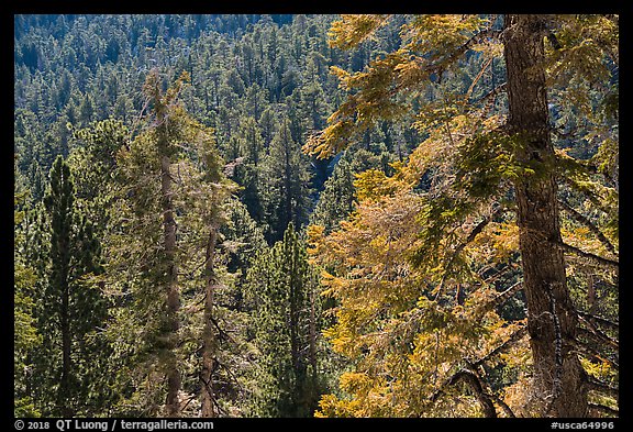 Conifer forest, Long Valley, San Jacinto Mountain. Santa Rosa and San Jacinto Mountains National Monument, California, USA (color)