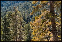 Conifer forest, Long Valley, San Jacinto Mountain. Santa Rosa and San Jacinto Mountains National Monument, California, USA ( color)
