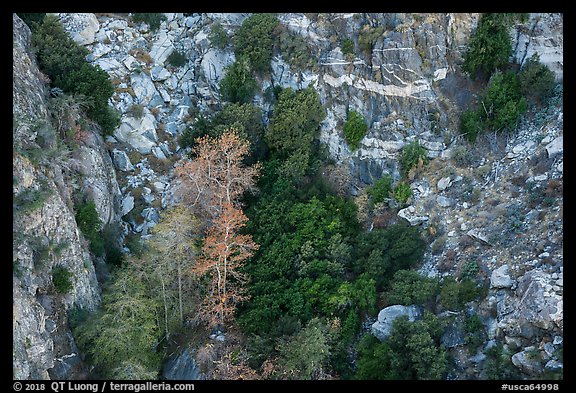 Trees and cliffs on north face of San Jacinto Peak. Santa Rosa and San Jacinto Mountains National Monument, California, USA