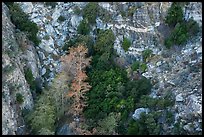 Trees and cliffs on north face of San Jacinto Peak. Santa Rosa and San Jacinto Mountains National Monument, California, USA ( color)