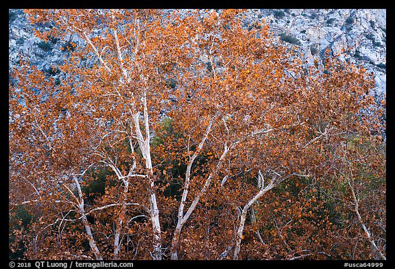Sycamores with fall foliage. Santa Rosa and San Jacinto Mountains National Monument, California, USA (color)