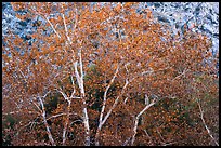 Sycamores with fall foliage. Santa Rosa and San Jacinto Mountains National Monument, California, USA ( color)
