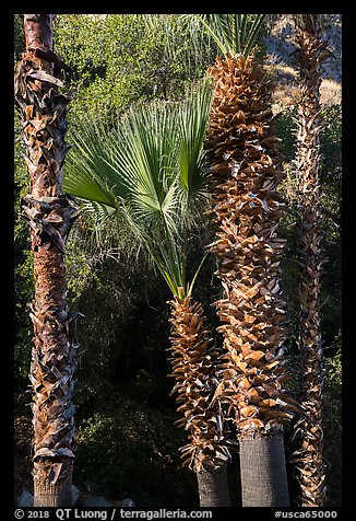 Palm trees. Santa Rosa and San Jacinto Mountains National Monument, California, USA