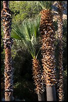 Palm trees. Santa Rosa and San Jacinto Mountains National Monument, California, USA ( color)