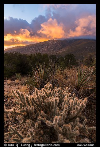 Cacti and Santa Rosa Mountains with clouds colored by sunrise. Santa Rosa and San Jacinto Mountains National Monument, California, USA