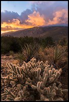 Cacti and Santa Rosa Mountains with clouds colored by sunrise. Santa Rosa and San Jacinto Mountains National Monument, California, USA ( color)