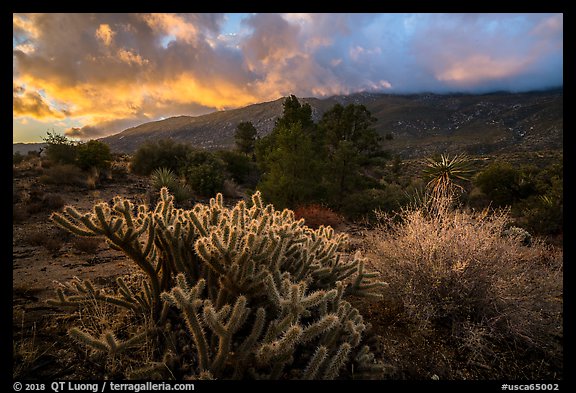 Cactus and Santa Rosa Mountains with sunrise clouds. Santa Rosa and San Jacinto Mountains National Monument, California, USA