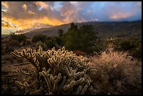 Cactus and Santa Rosa Mountains with sunrise clouds. Santa Rosa and San Jacinto Mountains National Monument, California, USA ( color)