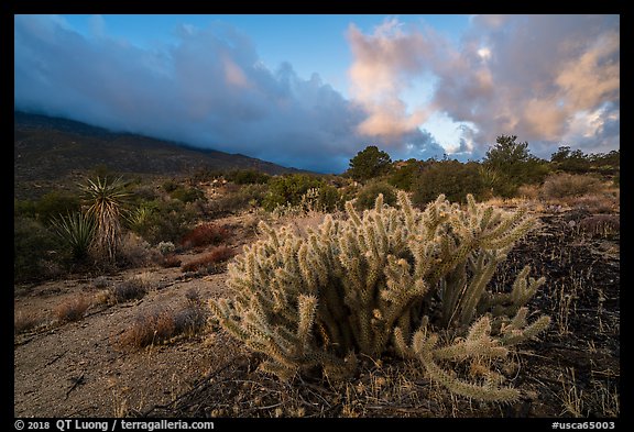 Cactus at sunrise, Santa Rosa Mountains. Santa Rosa and San Jacinto Mountains National Monument, California, USA