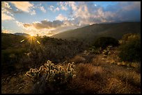 Sun rising and Santa Rosa Mountains. Santa Rosa and San Jacinto Mountains National Monument, California, USA ( color)
