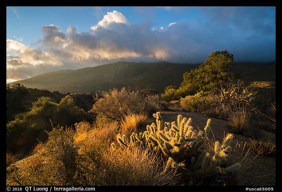 Cactus, Pinyon pines and Santa Rosa Mountains. Santa Rosa and San Jacinto Mountains National Monument, California, USA (color)