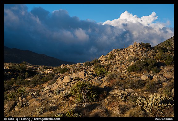 Desert plants and early morning storm clouds. Santa Rosa and San Jacinto Mountains National Monument, California, USA
