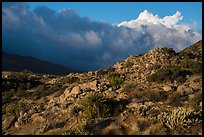 Desert plants and early morning storm clouds. Santa Rosa and San Jacinto Mountains National Monument, California, USA ( color)