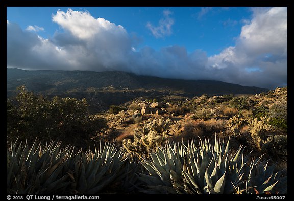 Succulents and Santa Rosa Mountains near Cahuilla Tewanet Vista Point. Santa Rosa and San Jacinto Mountains National Monument, California, USA