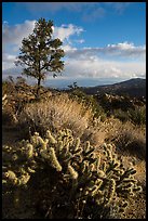 Cactus and pinyon pine near Cahuilla Tewanet Vista overlook. Santa Rosa and San Jacinto Mountains National Monument, California, USA ( color)
