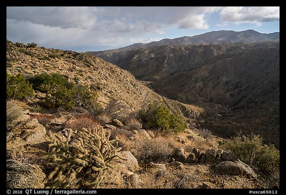 Desert plants and Deep Canyon. Santa Rosa and San Jacinto Mountains National Monument, California, USA (color)
