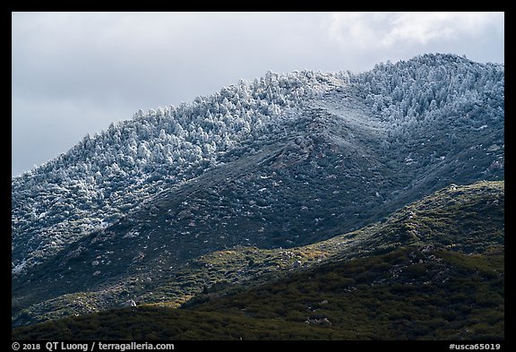 Ridge with snow-covered pines, Santa Rosa Mountains. Santa Rosa and San Jacinto Mountains National Monument, California, USA